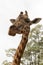 Closeup of a Rothschild giraffe