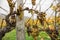 Closeup of rotten grapes in an autumnal vineyard