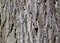 Closeup of the rough bark of a mature shagbark hickory tree