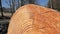Closeup of rough-hewn tree texture. Cut trunk