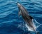 Closeup of a Rough-toothed dolphin jumping from the water