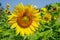 Closeup round bright beautiful yellow fresh sunflower showing pollen pattern and soft petal with blurred field and sky background