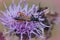 Closeup on a round-necked longhorn beetle, Stenopterus rufus sitting on a purple knapweed flower, Centaurea jacea