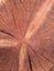 Closeup of round slice of tree with annual rings. Sawn pine trunk with textured cracked surface. Building material. Timber