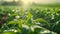 A closeup of a row of biofuel crops with droplets of water glistening on their leaves from the center pivot irrigation