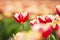 Closeup of rows Dutch red and white flamed tulips in a flower field Holland