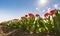 Closeup of rows Dutch red and white flamed tulips in a flower field Holland