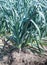 Closeup of rows of leek plants