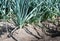 Closeup of rows of leek plants