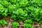 Closeup of rows of lettuce growing in the field