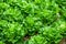 Closeup of rows of lettuce growing in the field