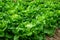 Closeup of rows of lettuce growing in the field