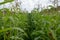 Closeup of rows of nearly ripe forage maize plants at the edge of a large field. It is still early in the morning on a sunny day