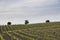 Closeup of rows of vineyards in Jerez, Spain