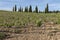 Closeup of rows of vineyards on rolling hills in Jerez, Spain