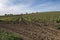 Closeup of rows of vineyards on rolling hills in Jerez, Spain