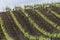 Closeup of rows of vineyards on rolling hills in Jerez, Spain