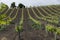 Closeup of rows of vineyards on rolling hills in Jerez, Spain