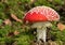 Closeup of a Royal Fly Agaric Amanita regalis