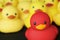 Closeup of rubber duckies collection red and yellow