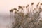 Closeup of rubber rabbitbrush gloomy foggy sky background