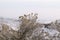 Closeup of rubber rabbitbrush gloomy foggy sky background