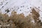 Closeup of rubber rabbitbrush snowy ground background