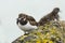 Closeup of a Rubby turnstone Arenaria interpres wading bird fora