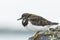 Closeup of a Rubby turnstone Arenaria interpres wading bird fora