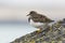 Closeup of a Rubby turnstone Arenaria interpres wading bird fora