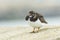 Closeup of a Rubby turnstone Arenaria interpres wading bird fora