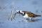 Closeup of a Rubby turnstone Arenaria interpres wading bird foraging between rocks at the sea coast