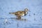 Closeup of a Rubby turnstone Arenaria interpres wading bird foraging between rocks at the sea coast