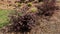 Closeup of Ruby Loropetalum shrubs
