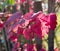 Closeup on Ruby Red colored Autumn Leaves