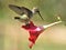 Closeup of Ruby Throated Hummingbird on a mandevilla Flower