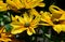 Closeup of Rudbeckia hirta 'Irish Eyes', Black-Eyed Susan.