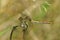 Closeup on a Ruddy dartter dragonfly, Sympetrum sanguineum, perched in vegetation