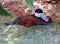 Closeup of Rudy Duck Wading in a Florida Pond