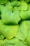 Closeup of ruffled green leaves of a hosta plant in a spring shaded garden