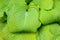 Closeup of ruffled green leaves of a hosta plant in a spring shaded garden