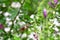 A closeup of Rufous hummingbird hovering near the flowers.