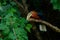 Closeup of a rufous-necked hornbill perched on a tree branch