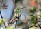 Closeup of Rufous-tailed Hummingbird  Amazilia tzacatl, Panama