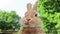 Closeup of Rufus Rabbit mouth eating parsley outside with green trees