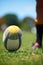 Closeup, rugby and leg with a ball of a player to kick for fitness training on a grass field. Man, uniform and sports