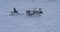 Closeup running fast reindeers and man on a sleigh in the middle of Arctic beautiful capturing video