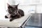 Closeup of Russian blue cat lying on bed at veterinary clinic