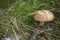 Closeup of Russula cap texture with grass in backdround