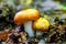 Closeup of Russula claroflava, yellow swamp brittlegill.